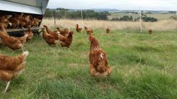 Happy Willow Zen chickens